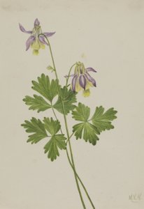 Shortspur Columbine Aquilegia brevistyla, 1907. 作者 玛丽·沃克斯·沃尔科特