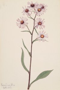 Showy Aster Aster conspicuus, 1917. 作者 玛丽·沃克斯·沃尔科特