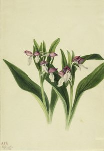 艳丽的兰花 Orchis spectabilis, 1926. 作者 玛丽·沃克斯·沃尔科特