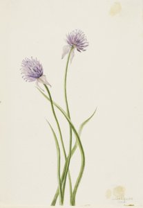 西伯利亚洋葱（Allium sibericum） 作者 玛丽·沃克斯·沃尔科特