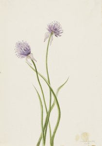 西伯利亚洋葱 Allium sibericum, 1903.