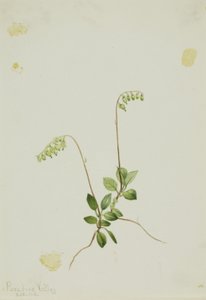 侧铃花 Pyrola（Pyrola secunda） 作者 玛丽·沃克斯·沃尔科特