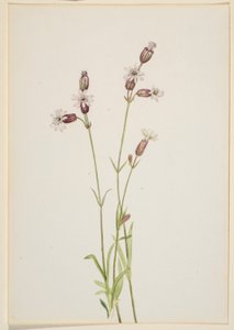 Silene multicaulis 作者 玛丽·沃克斯·沃尔科特