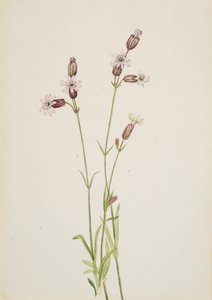 Silene multicaulis，约1900-1920。 作者 玛丽·沃克斯·沃尔科特