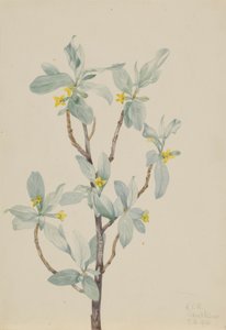 银莓（Elaeagnus commutata） 作者 玛丽·沃克斯·沃尔科特