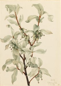 银莓（Elaeagnus commutata） 作者 玛丽·沃克斯·沃尔科特