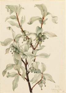 银莓 Elaeagnus commutata, 1922. 作者 玛丽·沃克斯·沃尔科特