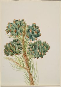 单叶松（Pinus monophylla） 作者 玛丽·沃克斯·沃尔科特