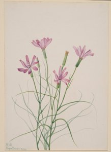 骷髅草（Lygodesmia grandiflora） 作者 玛丽·沃克斯·沃尔科特