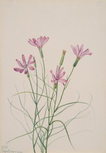骷髅草 Lygodesmia grandiflora, 1931. 作者 玛丽·沃克斯·沃尔科特