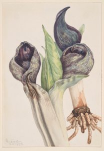 臭椰菜（Spathyema foetida） 作者 玛丽·沃克斯·沃尔科特