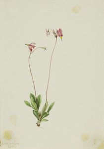 纤细射击之星（Dodecatheon pauciflorum） 作者 玛丽·沃克斯·沃尔科特