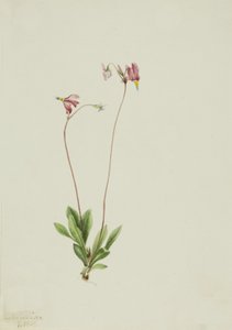 纤细的射击之星 Dodecatheon pauciflorum, 1909. 作者 玛丽·沃克斯·沃尔科特