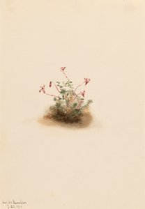小红莓 Oxycoccus palustris, 1911. 作者 玛丽·沃克斯·沃尔科特