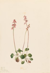 小火奴鲁鲁（Pyrola minor） 作者 玛丽·沃克斯·沃尔科特