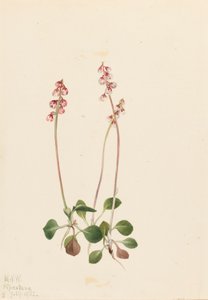 小Pyrola Pyrola minor Pyrola minor, 1922. 作者 玛丽·沃克斯·沃尔科特