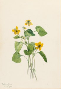 光滑黄紫罗兰（Viola eriocarpa） 作者 玛丽·沃克斯·沃尔科特