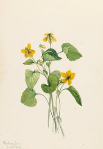 平滑的黄紫罗兰 Viola eriocarpa, 1919. 作者 玛丽·沃克斯·沃尔科特
