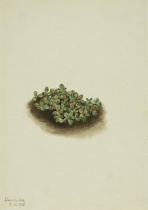 雪柳（Salix nivalis） 作者 玛丽·沃克斯·沃尔科特
