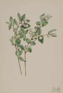 雪莓（Symphoricarpos albus） 作者 玛丽·沃克斯·沃尔科特