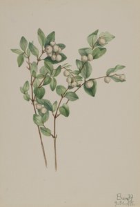 Snowberry Symphoricarpos albus, 1918. 作者 玛丽·沃克斯·沃尔科特