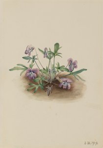 南部海岸紫罗兰Viola septemloba，1919。 作者 玛丽·沃克斯·沃尔科特