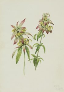 斑点万金油（Monarda punctata） 作者 玛丽·沃克斯·沃尔科特