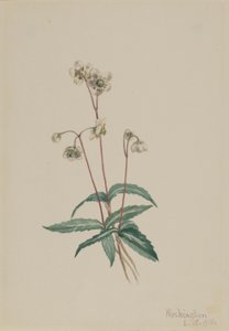 斑纹琵西瓦（Chimaphila maculata） 作者 玛丽·沃克斯·沃尔科特