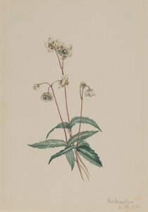 Spotted Pipsissewa Chimaphila maculata, 1918. 作者 玛丽·沃克斯·沃尔科特