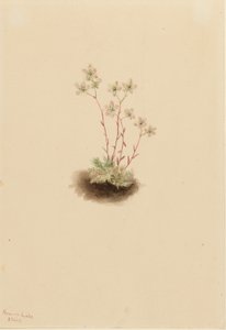 斑点虎耳草（Saxifraga bronchialis） 作者 玛丽·沃克斯·沃尔科特