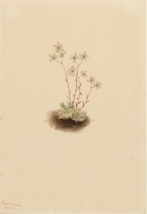 斑点蜡菊 Saxifraga bronchialis, 1903. 作者 玛丽·沃克斯·沃尔科特