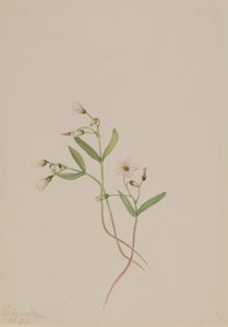 春美人（Claytonia lanceolata） 作者 玛丽·沃克斯·沃尔科特