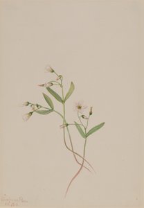 春天的美人 Claytonia lanceolata, 1916. 作者 玛丽·沃克斯·沃尔科特