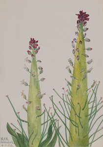 Squaw-Cabbage Caulanthus inflatus, 1935. 作者 玛丽·沃克斯·沃尔科特