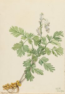 松鼠玉米（Bikukulla canadensis） 作者 玛丽·沃克斯·沃尔科特