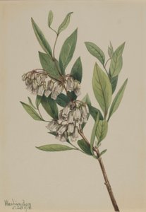 交错灌木（Pieris mariana） 作者 玛丽·沃克斯·沃尔科特