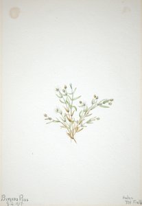 椋鸟 作者 玛丽·沃克斯·沃尔科特