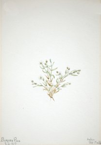 Stelleria leata, 1917. 作者 玛丽·沃克斯·沃尔科特