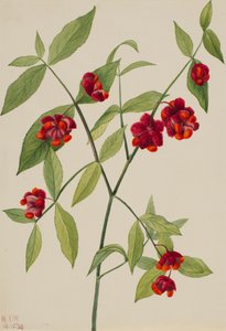 草莓丛-心形的爱 Euonymus Americanus，1930年。 作者 玛丽·沃克斯·沃尔科特