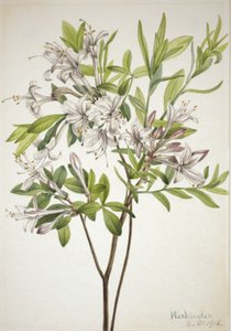 沼泽杜鹃花Azalea viscosa，1918年。 作者 玛丽·沃克斯·沃尔科特