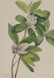 沼泽玉兰（Magnolia virginiana） 作者 玛丽·沃克斯·沃尔科特