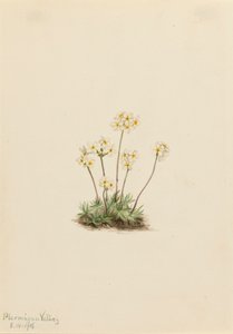 Sweet Androsace Androsace carinata, 1916. 作者 玛丽·沃克斯·沃尔科特