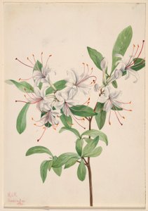 杜鹃花 作者 玛丽·沃克斯·沃尔科特