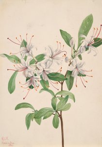 甜杜鹃花Azalea arborescens，1921。 作者 玛丽·沃克斯·沃尔科特