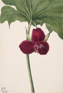 Sweet Trillium Trillium vasyi, 1934. 作者 玛丽·沃克斯·沃尔科特