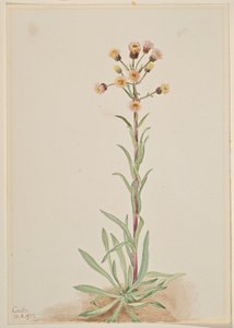 高脚马鞭草（Erigeron acris） 作者 玛丽·沃克斯·沃尔科特