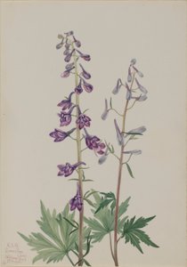高飞燕草（Delphinium elongatum） 作者 玛丽·沃克斯·沃尔科特