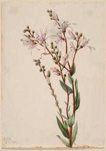 塔尔花（Befaria racemosa） 作者 玛丽·沃克斯·沃尔科特