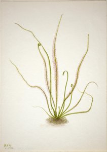 线叶紫苏（Drosera rotundifolia） 作者 玛丽·沃克斯·沃尔科特