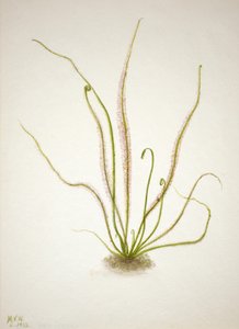 线状叶子桑葚 Drosera rotundifolia, 1933. 作者 玛丽·沃克斯·沃尔科特